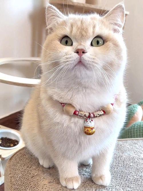 猫咪的跳蚤圈对猫有伤害吗