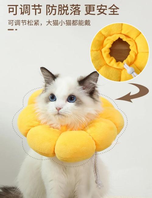 猫不生病可以戴伊丽莎白圈吗?