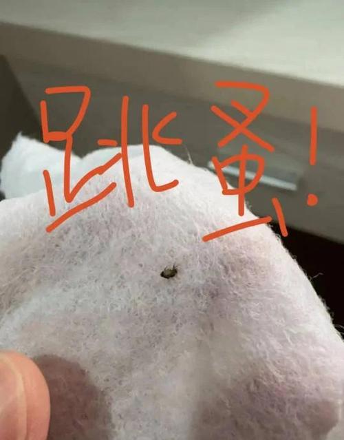 室内养猫前十禁忌