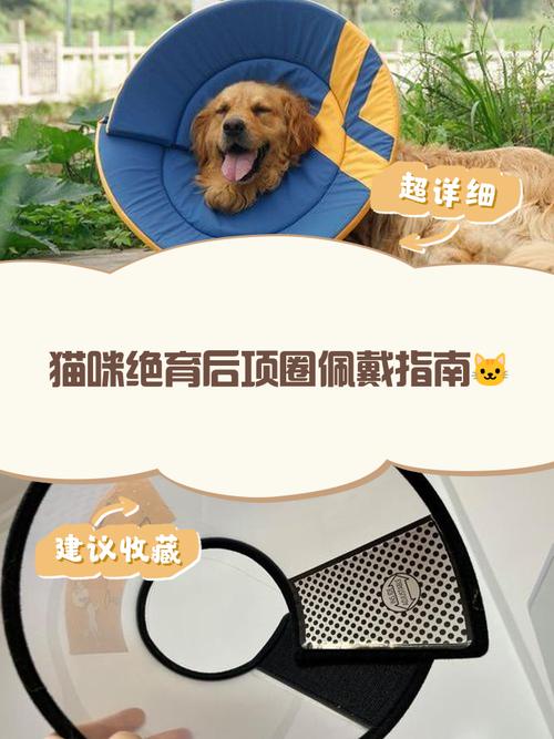 猫绝育后项圈多久可以取下?