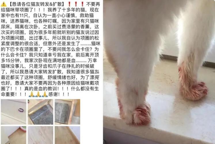 奶猫可以带驱虫项圈吗