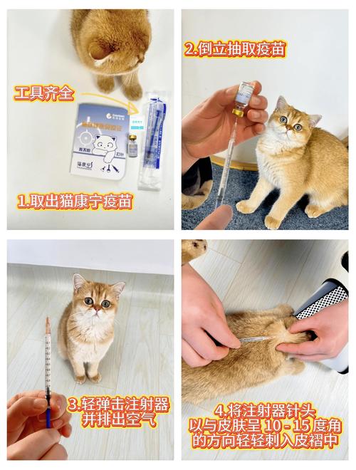 上海各区猫打疫苗地址