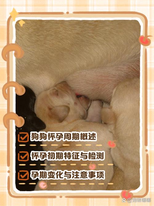 土狗多大可以怀孕生小狗