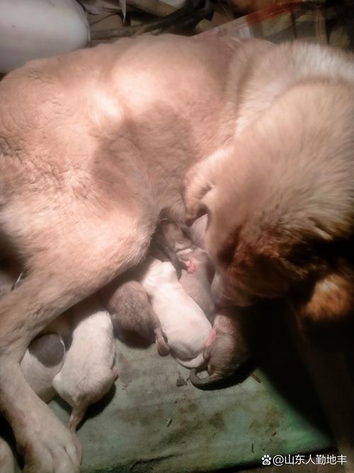 狗狗多大可以生宝宝