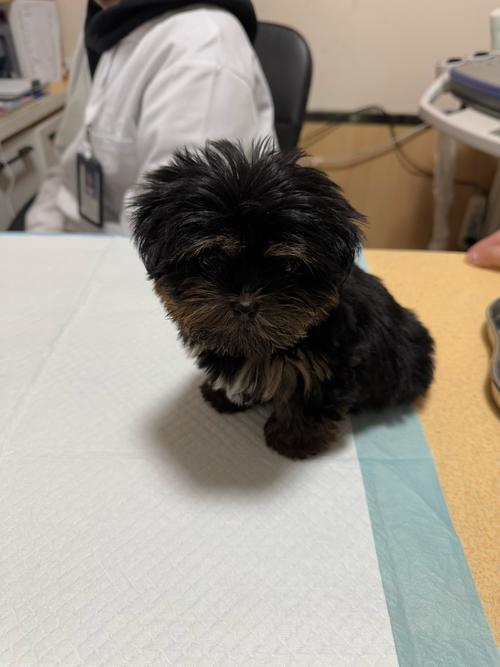 狗狗肠胃炎打针要多久?