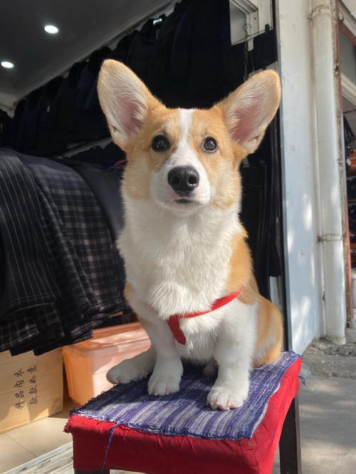 大耳朵狗狗品种介绍