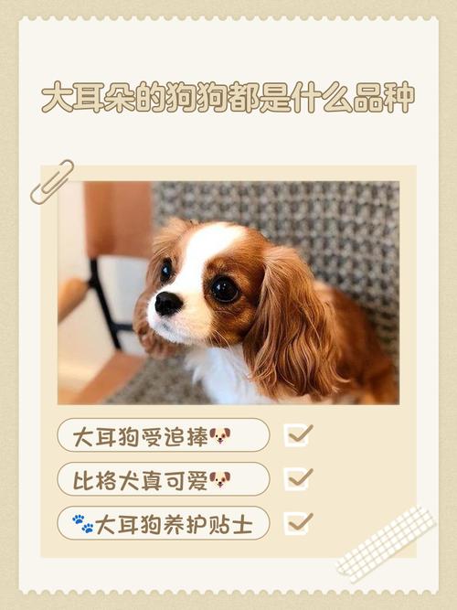 大耳朵狗有哪些品种?