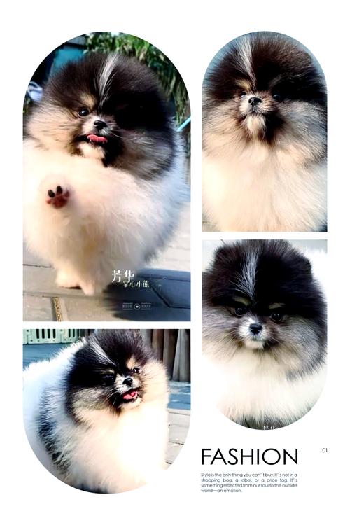 黑白花纹耳朵特别长的狗狗叫什么