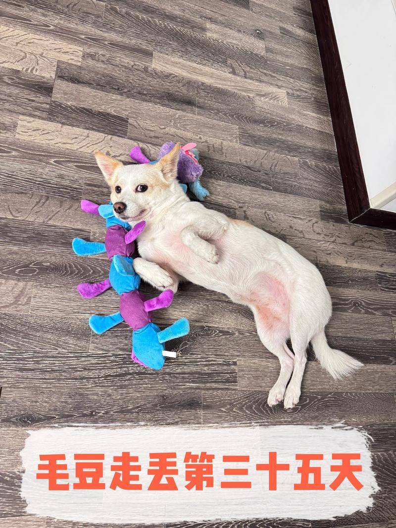 小狗不小心吃了一粒毛豆会怎么样?