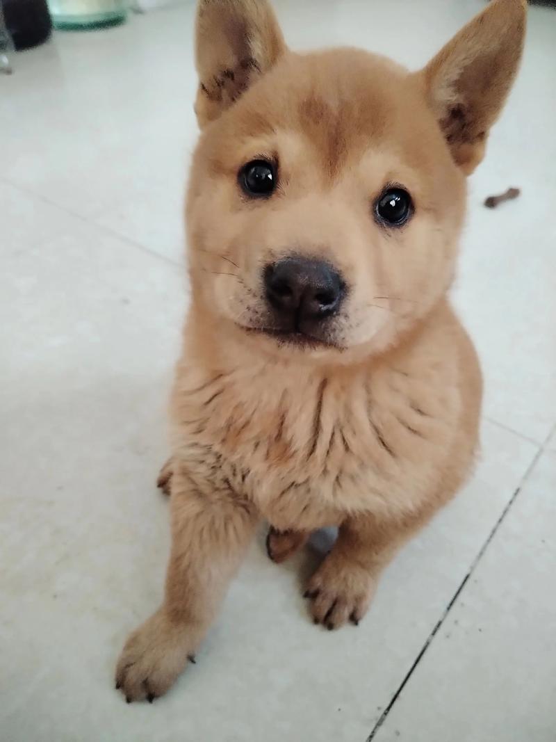 小狗可以吃毛豆吗