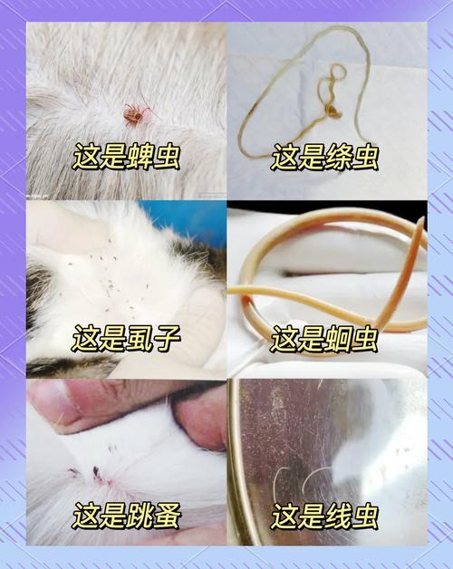 狗怎么感染蜱虫的