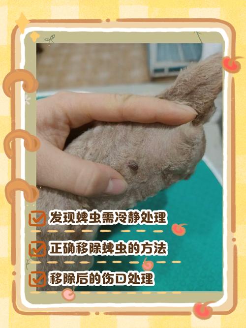 狗狗身上蜱虫哪里来的