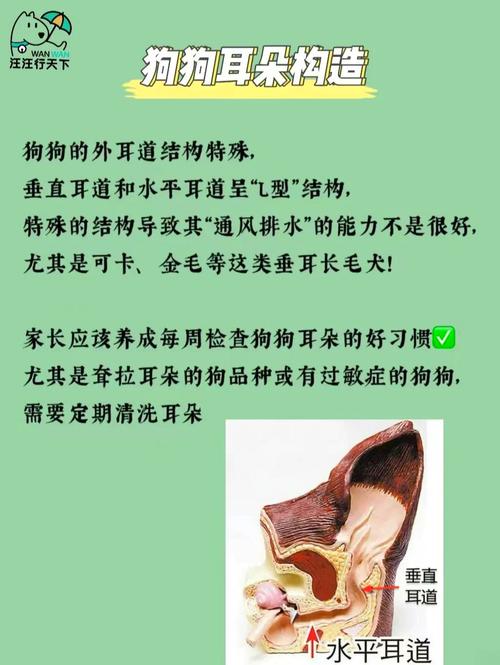 多长时间给狗狗清理一次耳朵最合适?