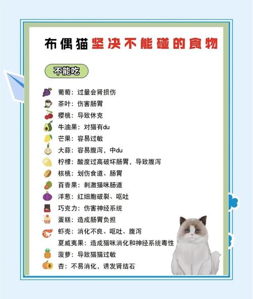 猫布偶能不能吃水果
