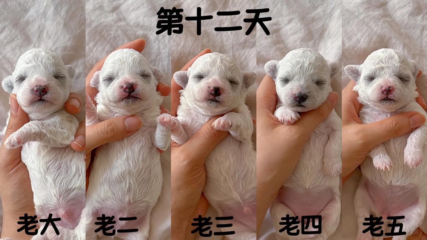 小狗出生以后,多久可以睁开眼睛?