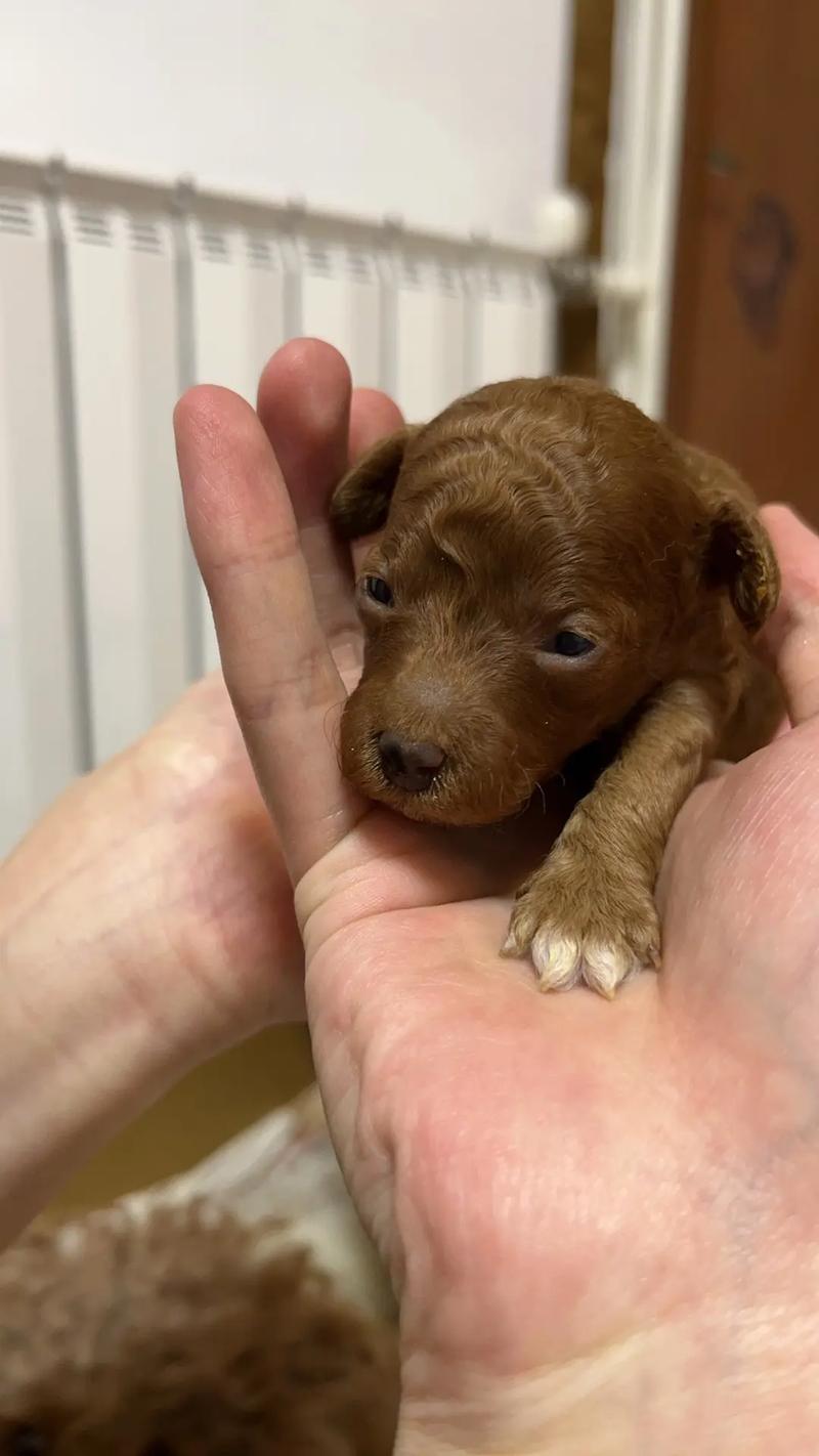 我家的狗狗生了小宝宝了,不知道几天能睁开眼睛?