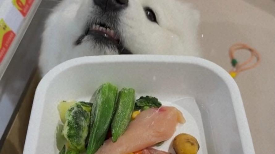 狗狗吃烫的东西会怎样