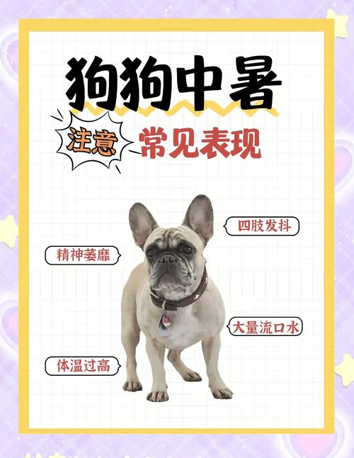 狗狗夏天在家会中暑吗?