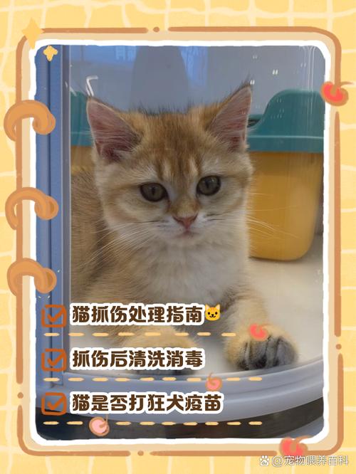 不打疫苗的猫会怎么样?