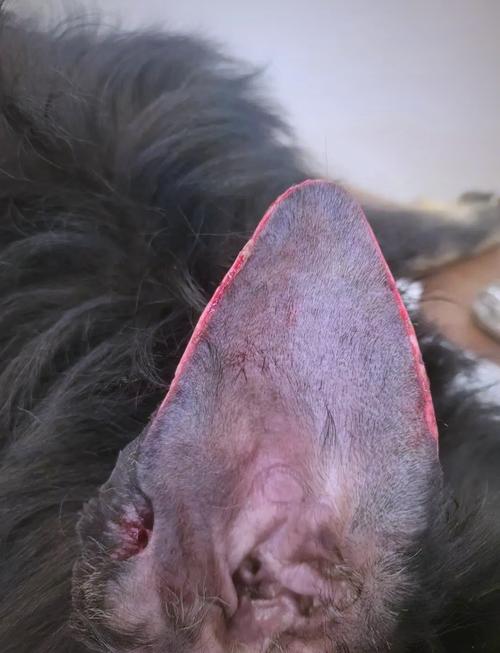 狗狗耳朵尖皮肤烂了,花生米大。怎么办,急急急!!!