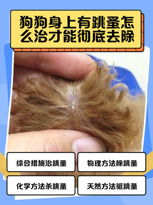 泰迪身上有跳蚤怎么办