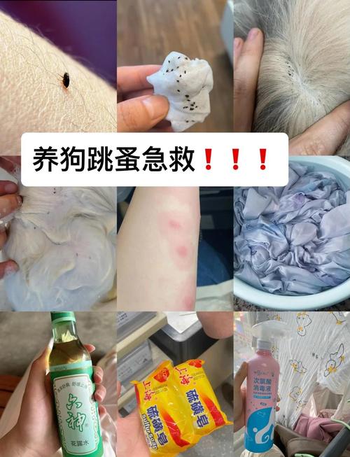 狗狗身上有跳蚤怎么治才能彻底去除