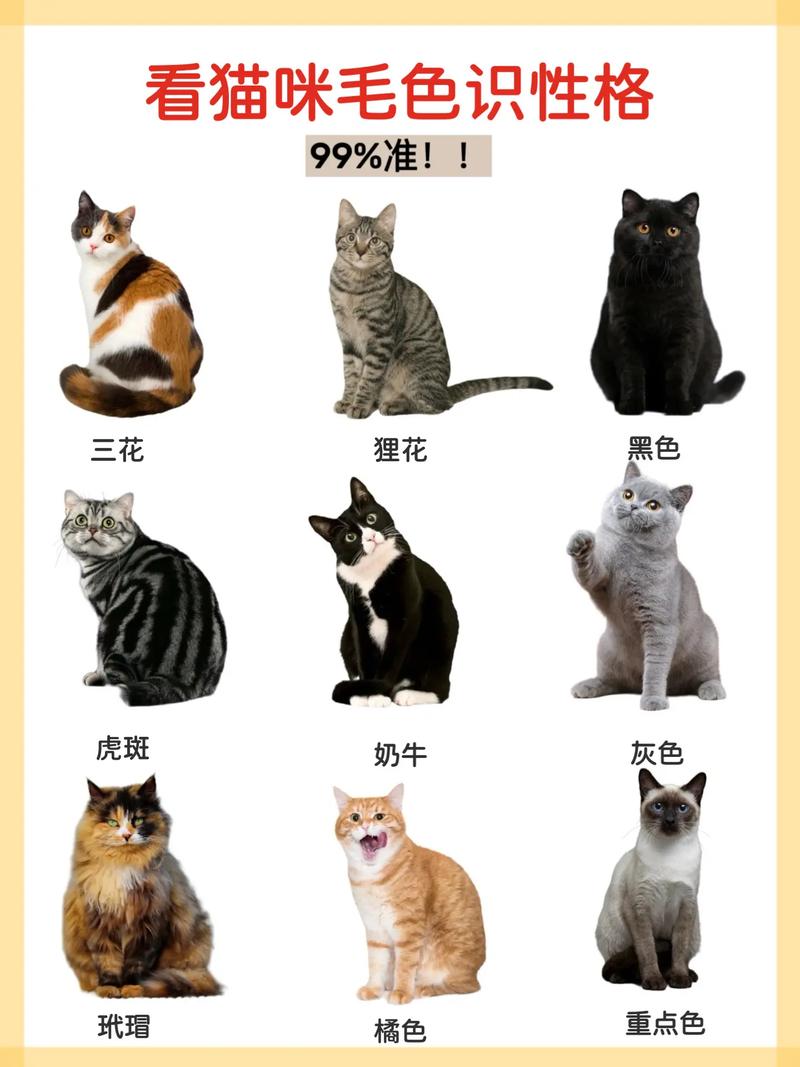 猫咪喜欢什么样的颜色呢?