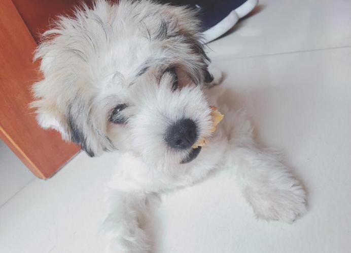 狗狗能吃橄榄油么?