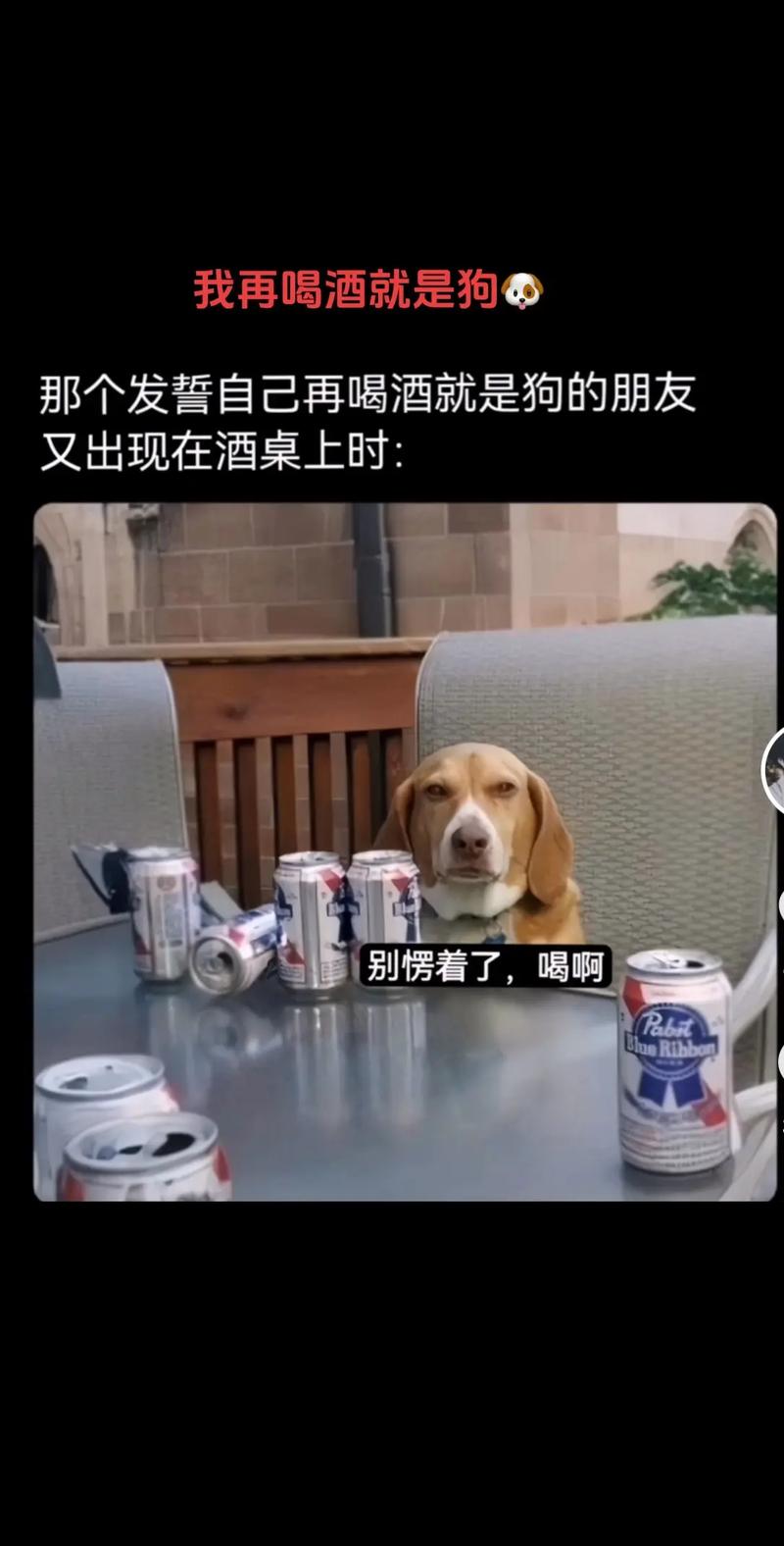 狗狗偷喝了啤酒怎么办