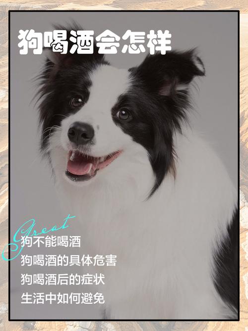 狗狗为什么要喝啤酒