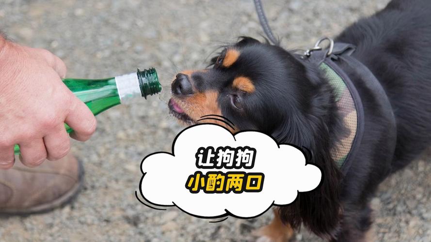 狗喝了少量啤酒可以吗