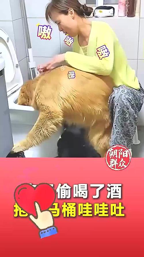 为什么狗狗爱喝啤酒