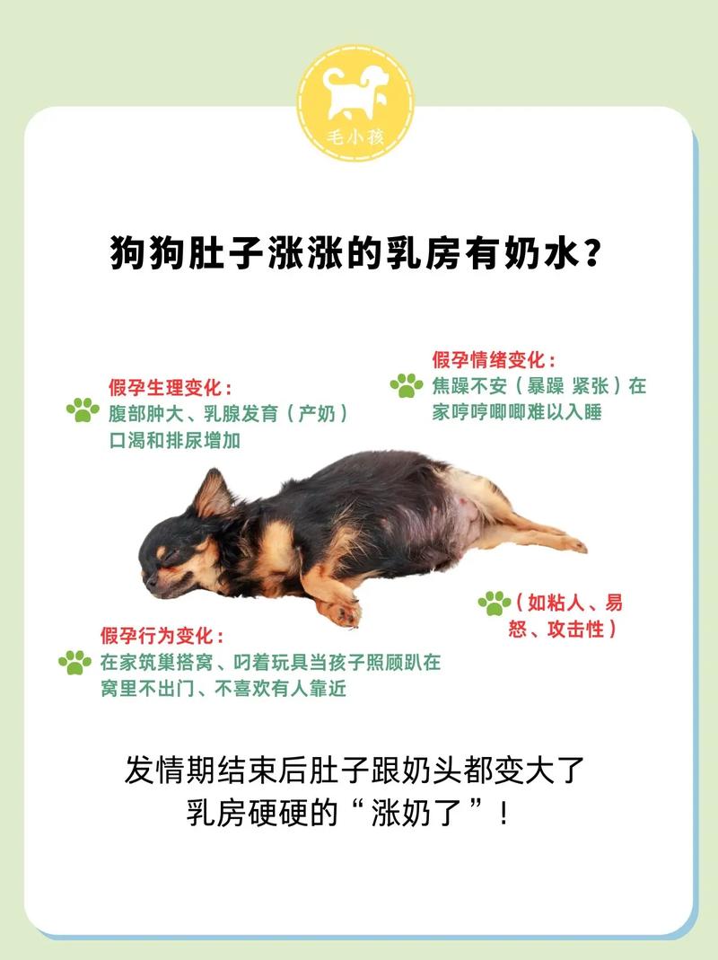 狗狗怀孕最迟多久生产?