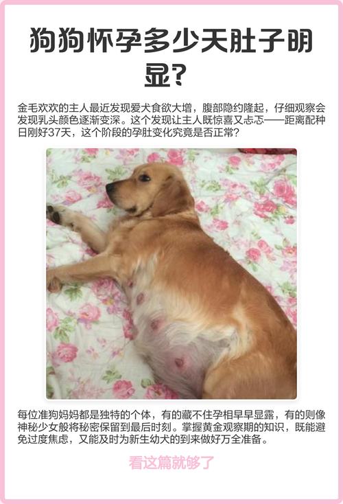 狗怀孕多久肚子明显增大