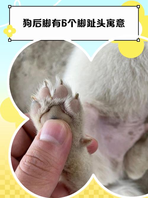 狗狗脚断了怎么办啊