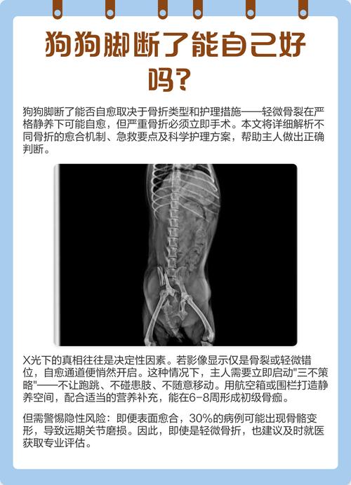 狗狗脚骨头断了怎么办