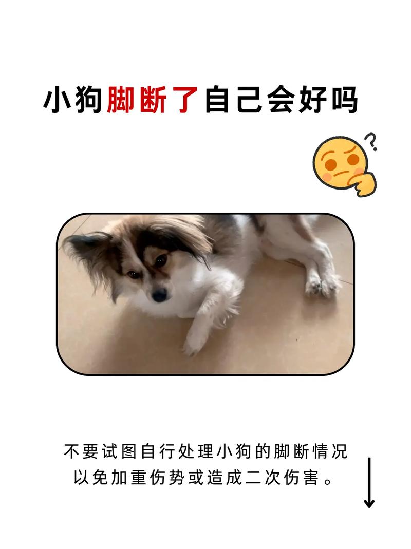 狗狗脚趾甲从根部断了怎么办