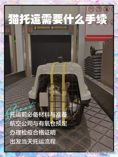 猫咪怎么托运,猫咪托运方式