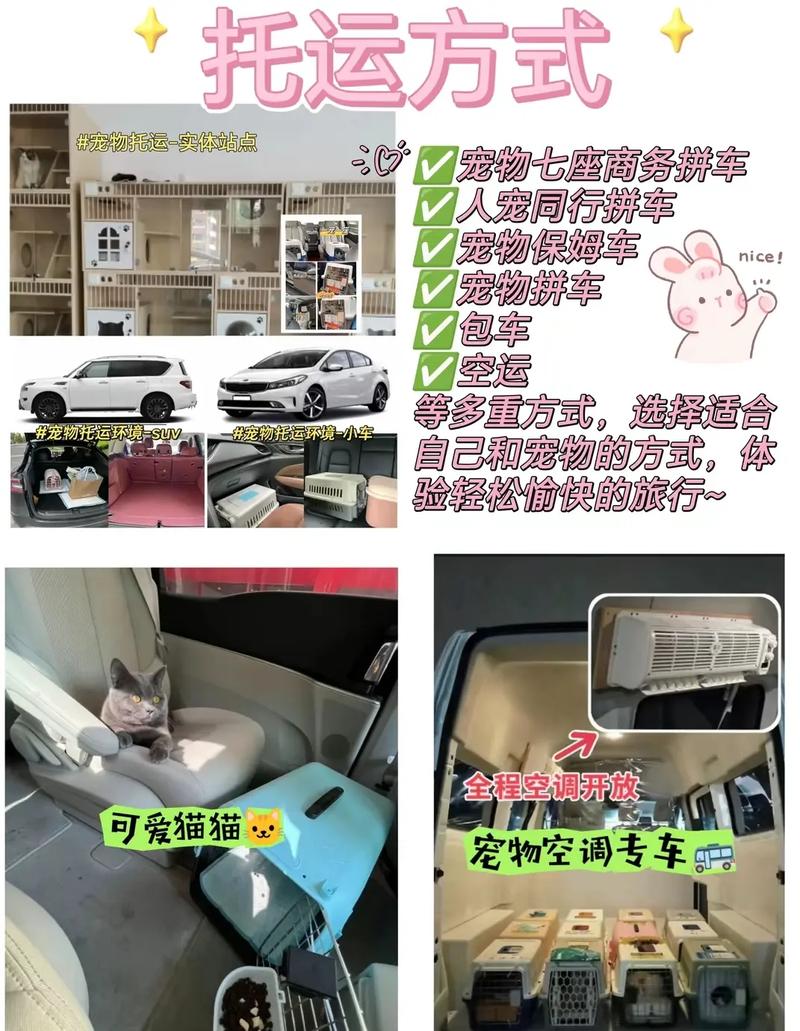 猫咪怎么托运到外地