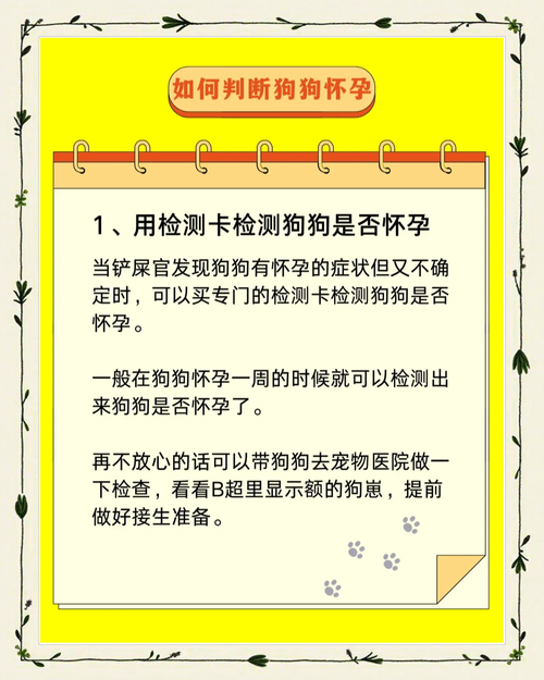 狗狗怀孕了要注意什么