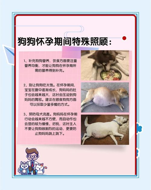 狗狗怀孕需要注意什么?