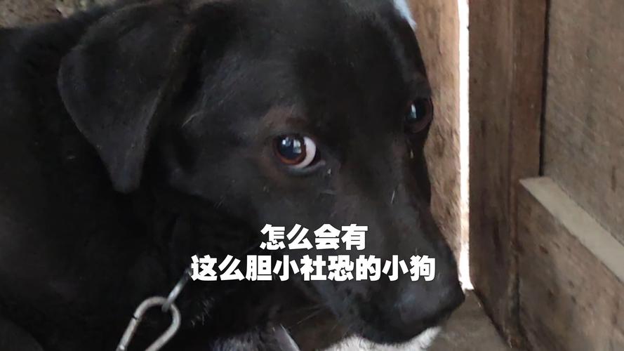 求教,为什么我的狗狗看到一个陌生人就很害怕的样子