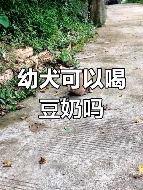 维维豆奶粉狗狗能喝吗