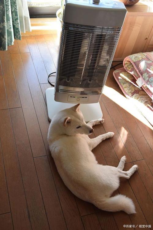 狗狗在空调屋里会冷吗