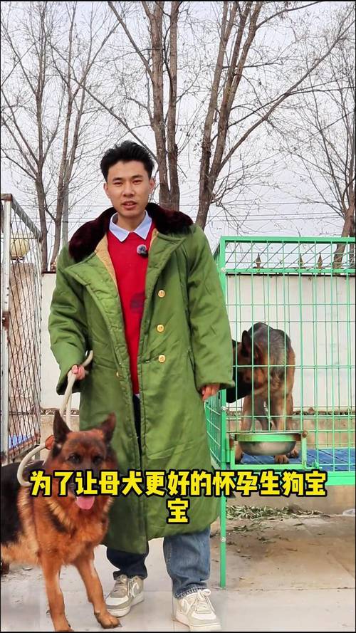 泰迪母狗多大会发情