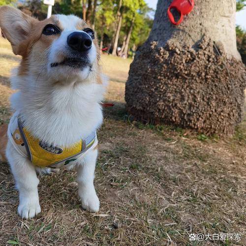 几个月的小狗可以交配