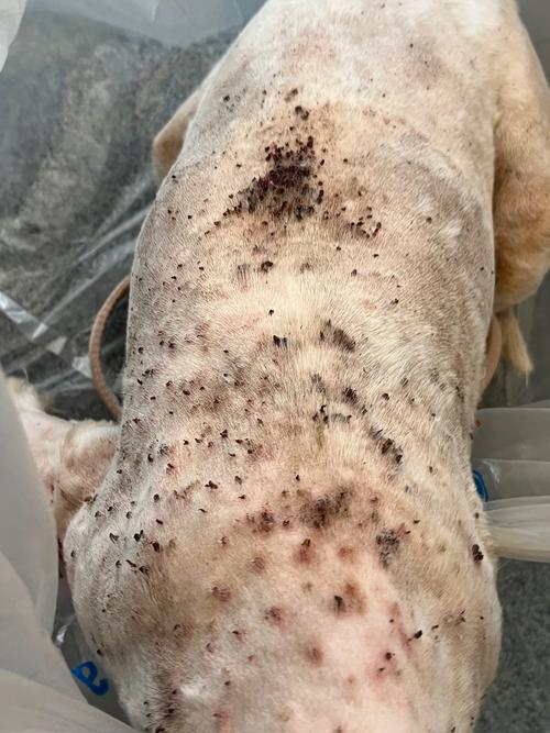 狗狗身上长虱子的样子有哪些?