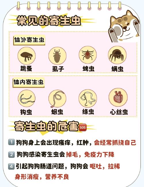 狗虱子怎么去除小偏方