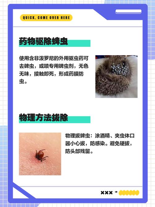 狗身上的虱子怎么去除最快方法