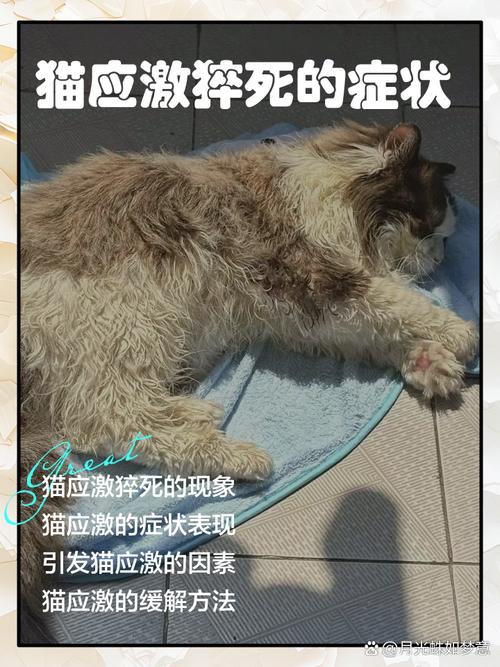 猫死的时候是什么症状